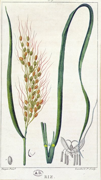 Riz, c.1820 - Pierre Jean Francois Turpin